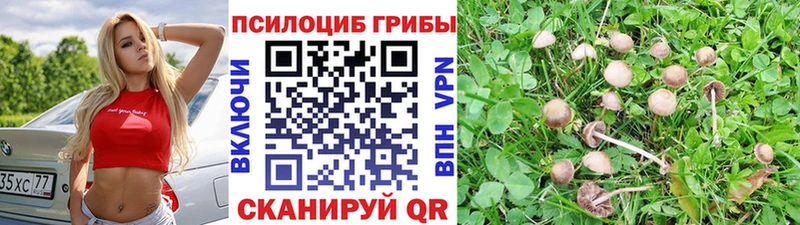 Галлюциногенные грибы Magic Shrooms  купить закладку  Нововоронеж 